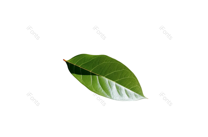 叶子图片,形状元素,清新PNG,摄影免抠素材
